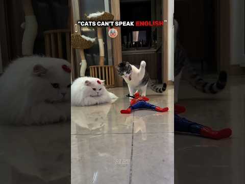Cats Can't Talk ☠️