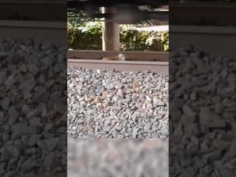 #animals #accidentnews #doglovers #youtubeshorts