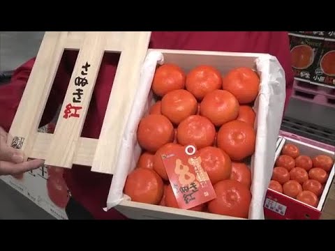 最高値は１箱５０万円のご祝儀相場…新・高松市中央卸売市場で香川県産ミカン「小原紅早生」初競り【香川】 (25/06/20 11:30)