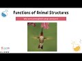 Animal Structures and Functions