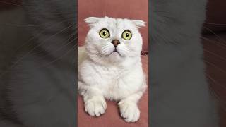 How to Give a Pill to a Greedy Cat! (Based on a True Story) #cat #cats