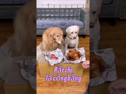 Rất chi là công bằng #funny #animals #xuhuong