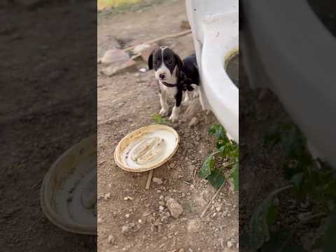 “My Puppy Won’t Drink Milk Today 😢 | Causes and Solutions”