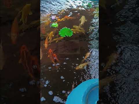 enjoying the peaceful koi 
