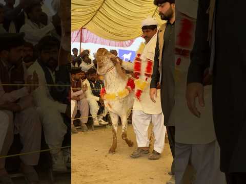 Bakra Show