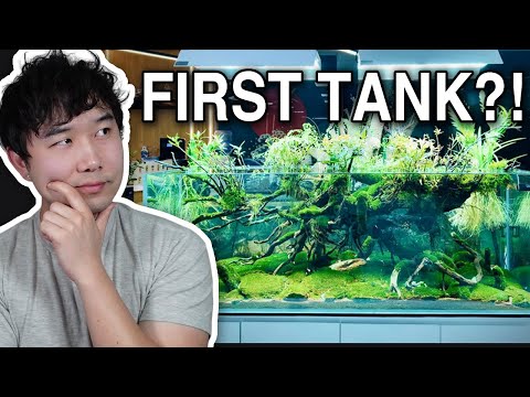 Fishkeeper stunned by BEGINNER'S FIRST TANK | Fish Tank Review 288