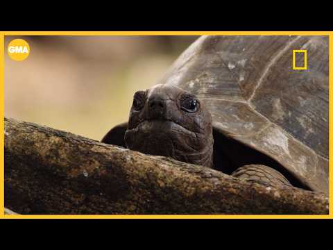 1st look at Nat Geo’s ‘Africa Earth’s Wild Home’