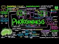 Photosynthesis and the Calvin Cycle