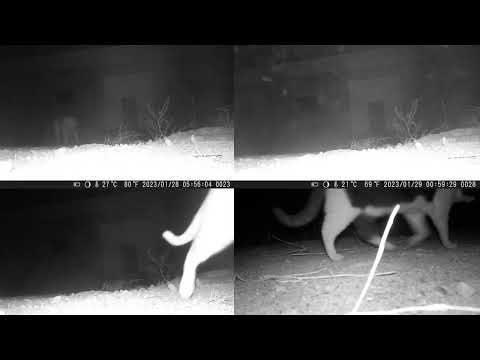 Varias cámaras simultáneas en el refugio