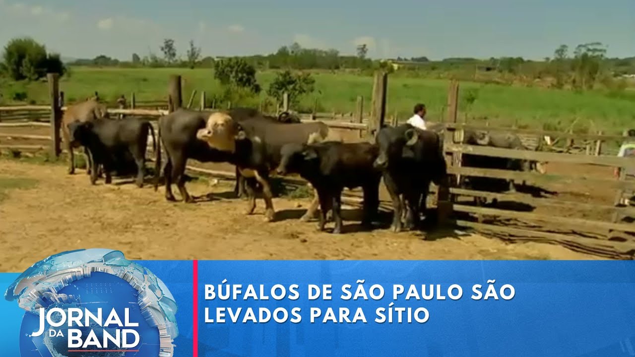 Búfalos de São Paulo são levados para sítio