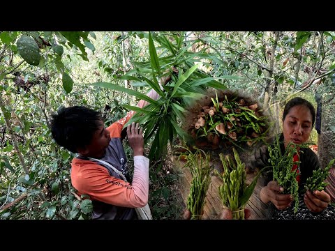 ເກັບດອກຄອນແຄນມາຜັດໃສ່ໝູเก็บดอกคอนแคนมาผัดใส่หมู บ่าวปัน Panh ເກັບດອກຄອນແຄນມາຜັດໃສ່ໝູเก็บดอกคอนแคนมาผัดใส่หมู
