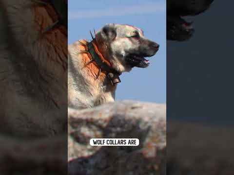 The Wolf Collar