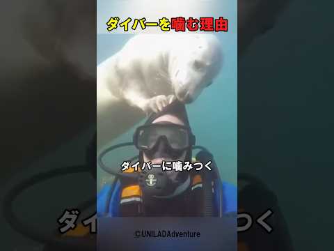 オットセイがダイバーを噛む訳とは…