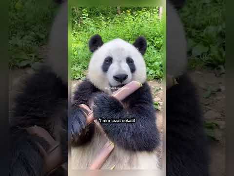 panda ini enak sekali makannya #shorts #short