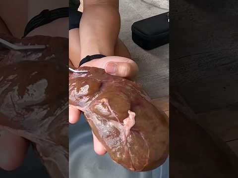 UMPAN ANEH IKAN MAS !?