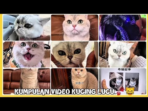 KOMPILASI VIDEO KUCING LUCU DI JAMIN NGAKAK DAN VIRAL DI TAHUN 2025🐾😺!!-Edisi Si Lulu Dan Si Mimi