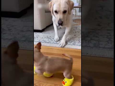 #funny #cutecats #funnydogs #funnyanimals #pets