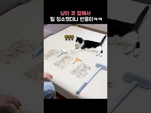 냥이 코앞에서 털 청소했더니 반응이ㅋㅋ