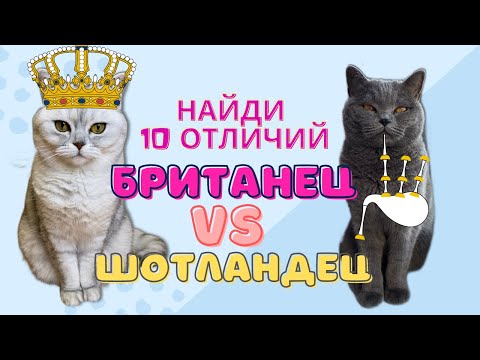 Как отличить британскую кошку от шотландской / Смешные коты - Майя #кот #кошка #смешныекоты