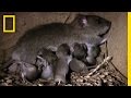 Understanding Rats in India