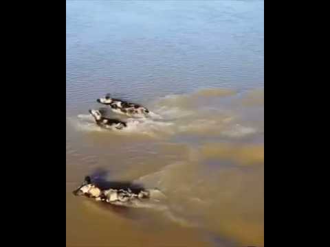 Crocodiles prey on wild dogs #crocodiles #animals