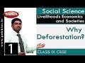 Deforestation and Its Impacts
