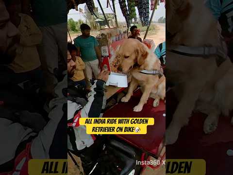 All India 🇮🇳 ride with Golden Retriever(Coco)  on bike 🏍️ ! Bike ride with dog  @HimalayanAmit