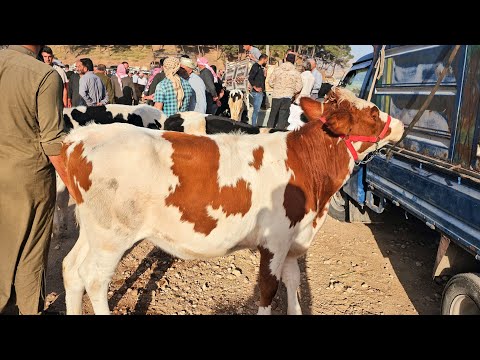 سوق البقر في بشمارون [بكيرا نصيا عشار،6اشهر حليب 15ك.غ بتاريخ 10/4لتواصل معنا 0997192642