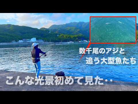 「堤防の足元に群れる数千尾のアジとそれを追うマグロとカンパチ」ここでルアー釣りをしてみると‥