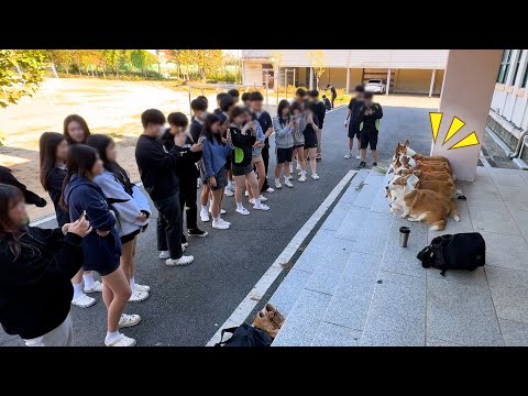 (ENG) 웰시코기 8마리가 고등학교에 등교하면 생기는 일 ㅋㅋㅋ
