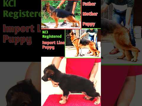 KCI Registered GSD Puppy Available with Paper 😱||#shorts #trending