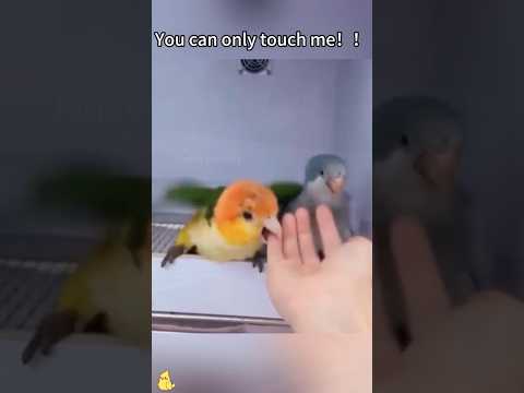 Jealous parrots 🦜😆 #funnyvideo #funny #pets #parrots