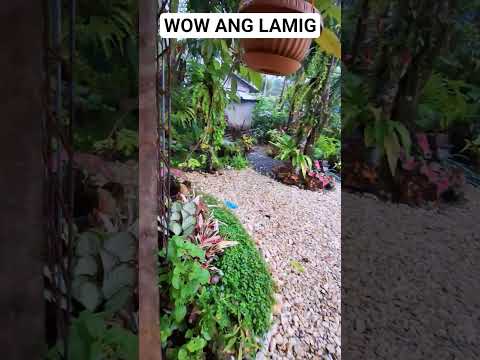 STORMY WEATHER TODAY #garden #gardendesign #plants #gardenideas #gardening #gardenplants #flowers