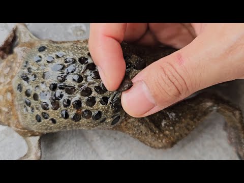 수리남 개구리 등을 쭉 짯더니 생긴일....(후시딘 발라주고 싶다)