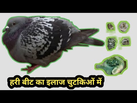 हरी बीट का इलाज चुटकिओं में //GREEN BEAT PROBLEM IN PIGEON'S