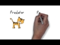 Ecosystem Roles and Food Chains