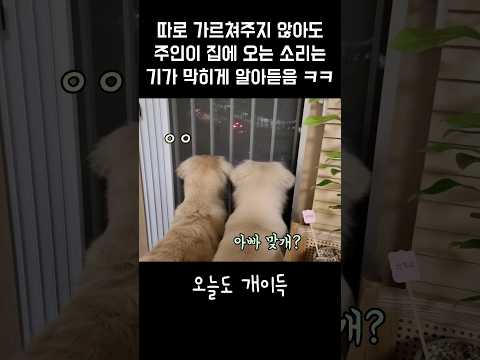 주인 오는 소리는 기가막히게 알아듣는 댕댕이들 #shorts