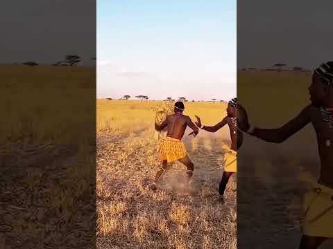 Veja como um leão ataca देखो शेर कैसे हमला करता है #shorts #foryou #hunting #10millionview