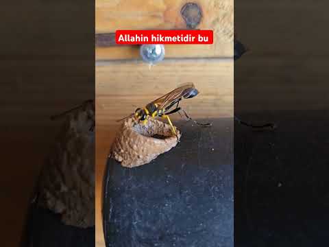 SubhenAllah #viralvideo #shortvideos #trending #love #video #funny #shorts #live #music #shortsvideo