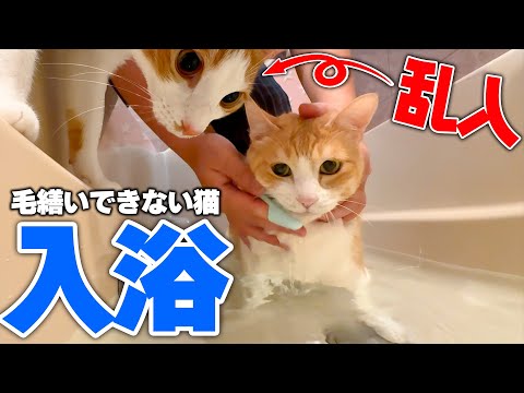 猫の動画サムネイル - 毛繕いがヘタすぎて汚れてきた猫をお風呂で洗っていたら、子猫が乱入してきました。