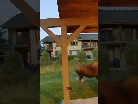 <strong>Watch</strong>: Montana woman fends off moose <strong>to</strong> protect her dogs