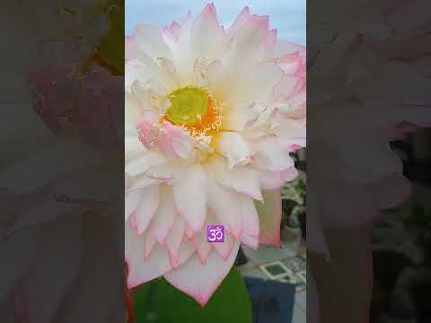 🙏🔥Happ#Dhanteras to all my viewers 🕉️📈