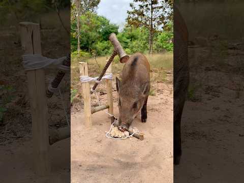 Amazing Quick Powerful Wild Pig Trap Make By Hammer #shortvideo #wildboar #shortsvideo