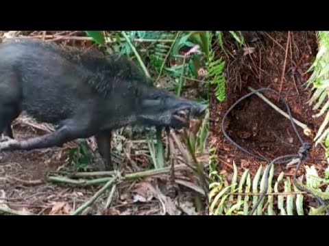 JERAT AMPUH HAMA BABI part 2