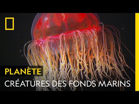 Séance d'observation de la faune des fonds marins