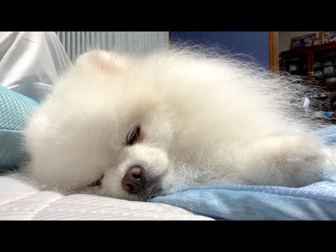 実家の居心地が良すぎてポメラニアンがこうなりました