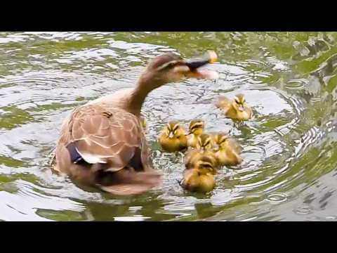 Duck Family 0522F🦆カモ親子🐤カラスに襲われる。落ちたヒナ救助された！雛を見捨てず引っ越し | Wildlife Documentary
