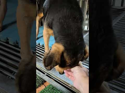 老蘇愛心天使團救助安養的米克斯 小七 和米克斯老奶奶 黑寶 體型高大，個性卻都非常憨厚，食量超大，安靜乖巧，惹人憐愛