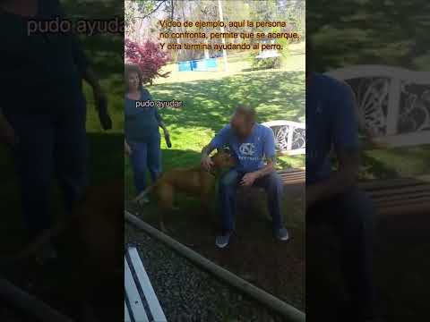¿Por qué este perro atacó? #shorts