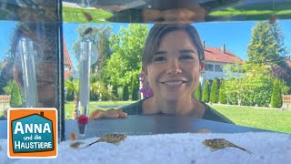 Urzeitkrebse | Information für Kinder | Anna und die Haustiere